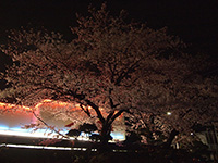 夜桜(2013.04)